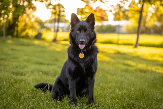 dog tag