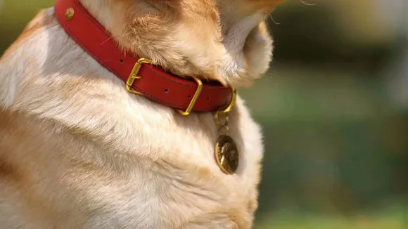 dog tag