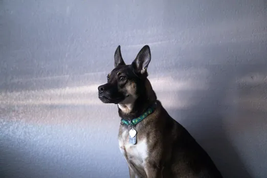 Understanding the Importance of ID Tags for Your Pets