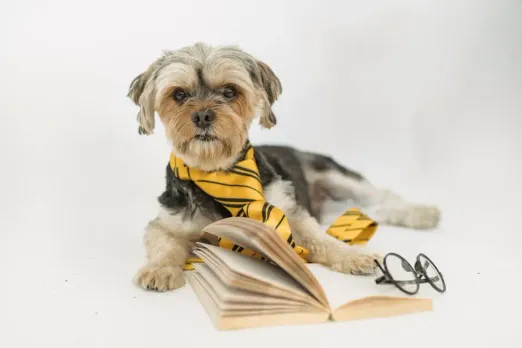 Can smart dog tags help find lost pets faster?