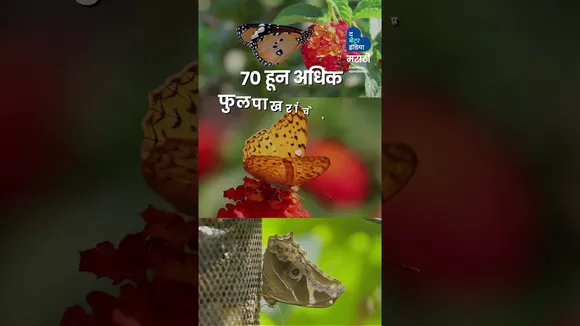 जंगल वेड्या दाम्पत्याची  गोष्ट | ManMade Forest | pune | Nargolkar Couple | Nature | travel
