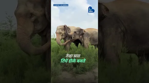 दोन जखमी जीव, एक अनमोल मैत्री | World Elephant Day | Arya-Zara | Wildlife SOS