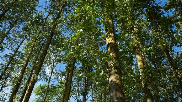 poplars trees.jpg