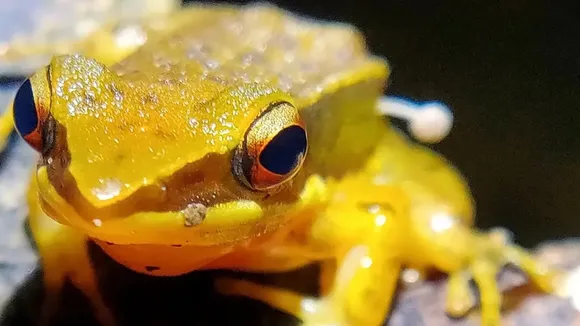 A Rao’s intermediate golden-backed frog with Bonnet mushroom sprouting from its hind leg 