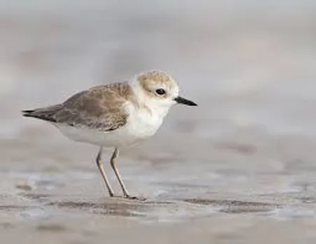 Hanuman Plover.jpg