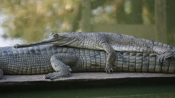 gharial