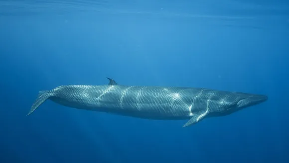 Bryde's whale.jpg