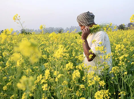 GM Mustard Farmer Agriculture Crop