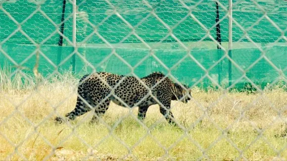Cheetah Uday