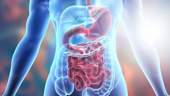 digestion Digestive stomach human body