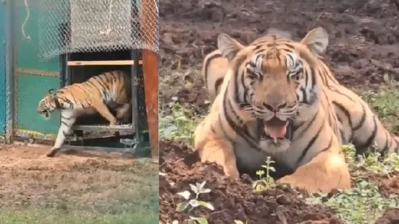 Tigress Jamuna