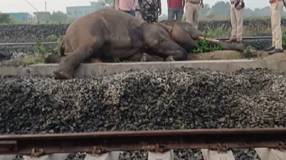 Elephant died after being hit by a train