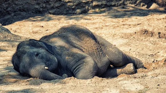 Elephant calf ill