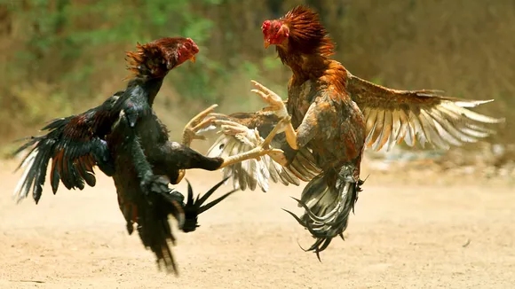 cockfight