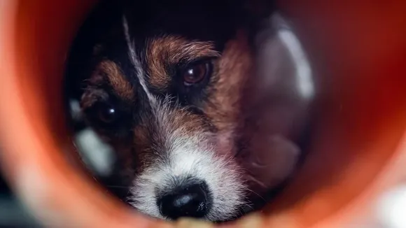 Rescued Dog Pet Dogs