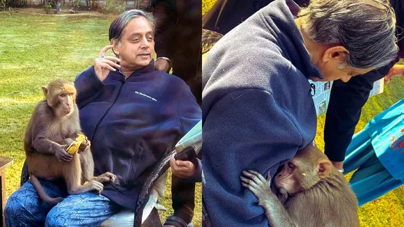 Congress leader Shashi Tharoor with a monkey on his lap in New Delhi