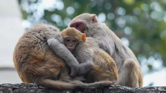 Monkeys Delhi Winters Delhi Weather Cold Wave