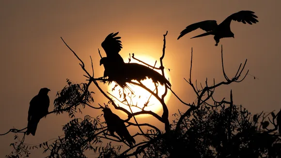 Birds silhouette against the last setting sun of the year 2024 in New Delhi on Tuesday, Dec. 31, 2024.