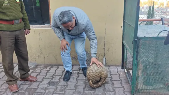 Pangolin Rajouri