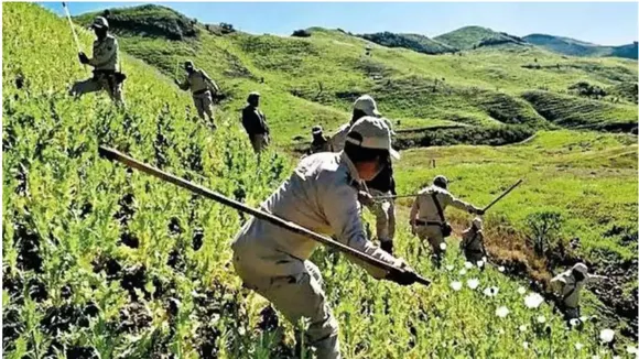 Poppy Plantation