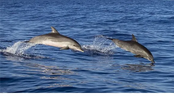 Dolphin image