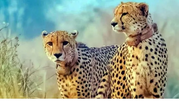 Kenya Cheetah