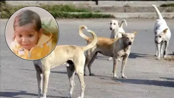 Dog bite mathura