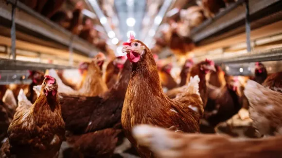 Bird Flu Poultry Eggs
