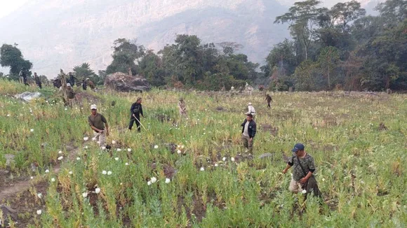 Poppy Plantation Manipur