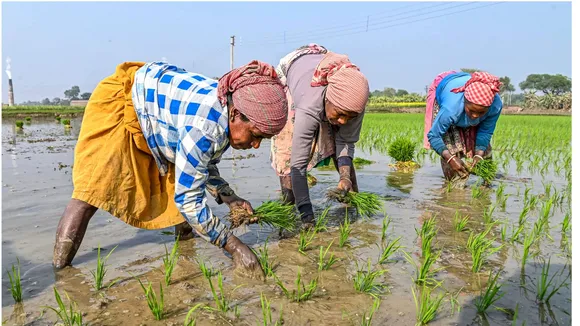 Agriculture image