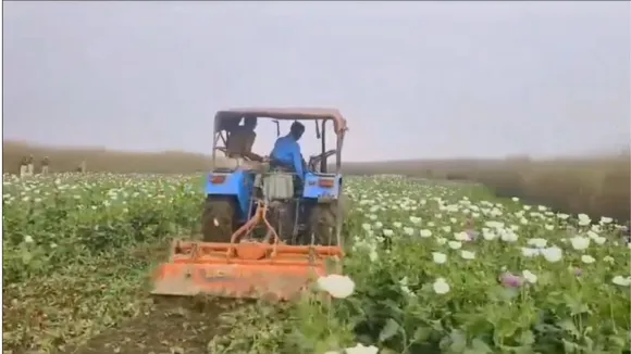Poppy cultivation Assam