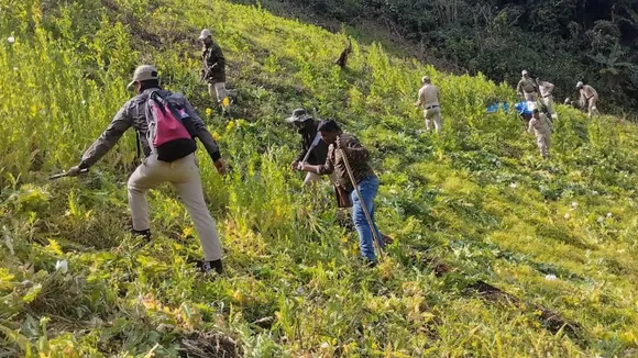 Poppy cultivation manipur image