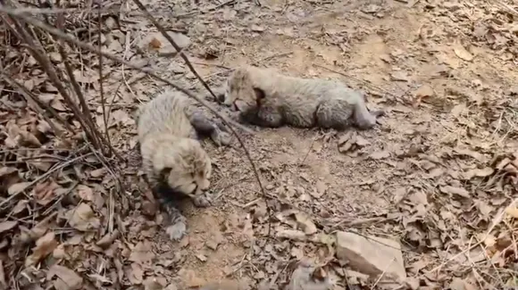 Kuno cheetah cubs