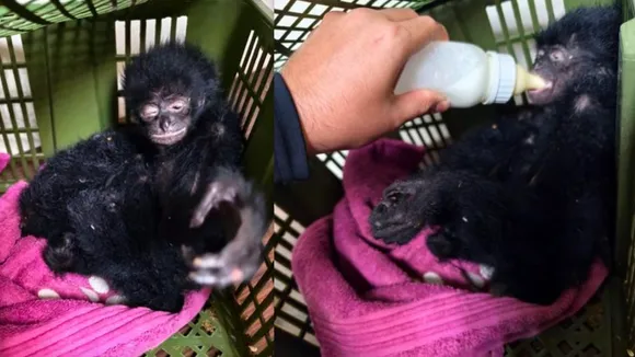 baby Siamang gibbons seized at Mumbai airport on Wednesday, Feb 5, 2025.