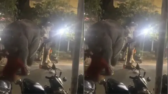 Elephant Kalapakad 