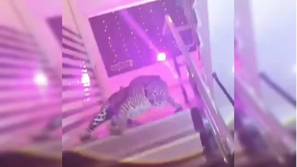 Lucknow Wedding Leopard