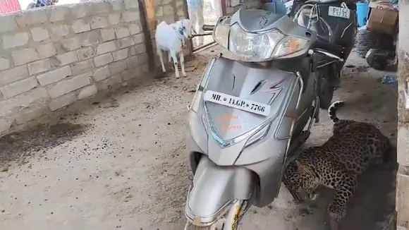 Leopard in residential area in pune