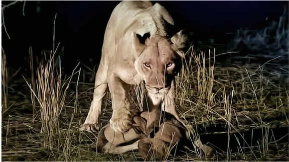 lion image