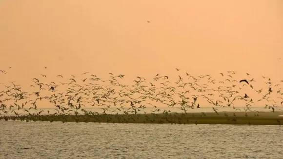 Bhitarkanika Birds Bhitarkanika National Park Migratory Birds