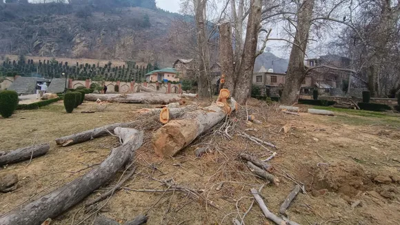 Chinar Trees Cutting Anantnag