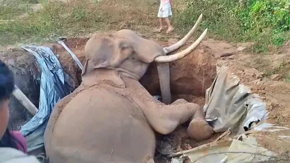 Aged tusker in Mallapuram image