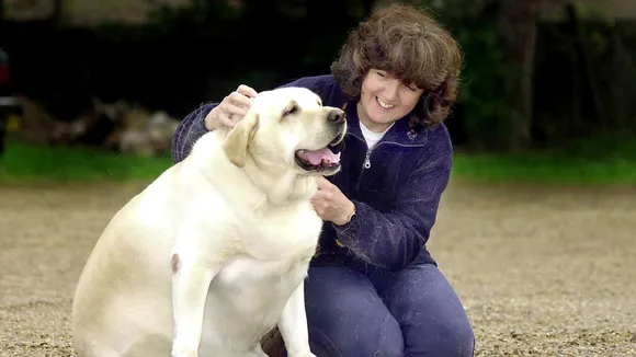 Labradors and humans