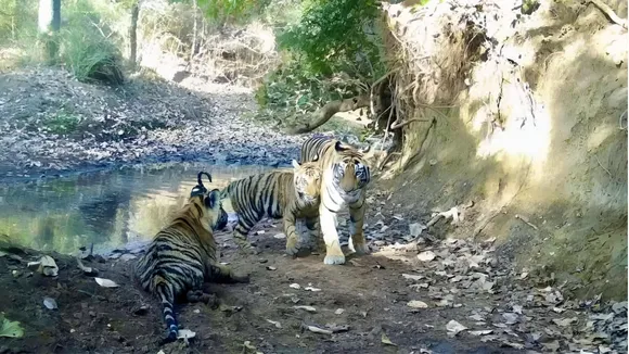 Tigers image 2