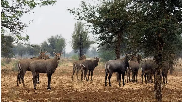 Nilgais in Bihar image