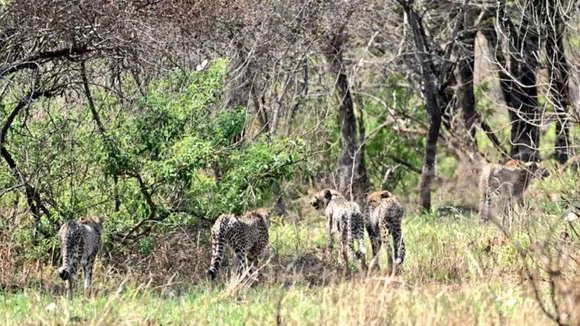 Cheetahs in Kuno national Park image(1)