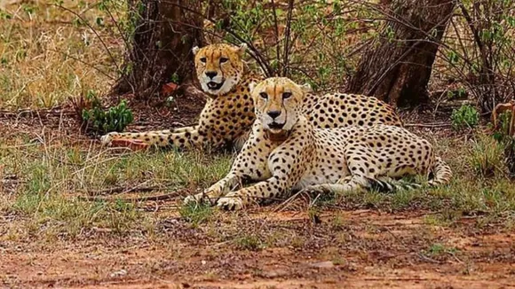 Cheetah image