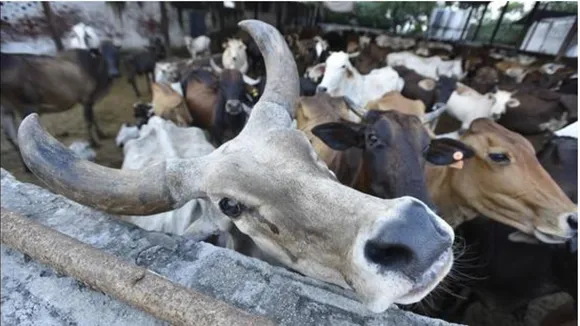 Cattle preservation image
