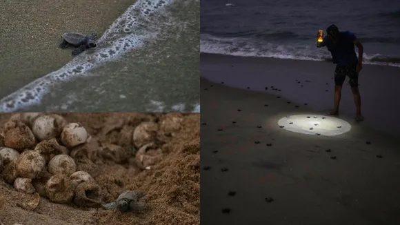 Olive Ridley Turtle Hatching