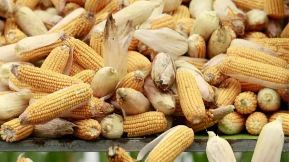 Maize production image