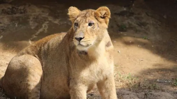 Asiatic lioness, Mahagauri.